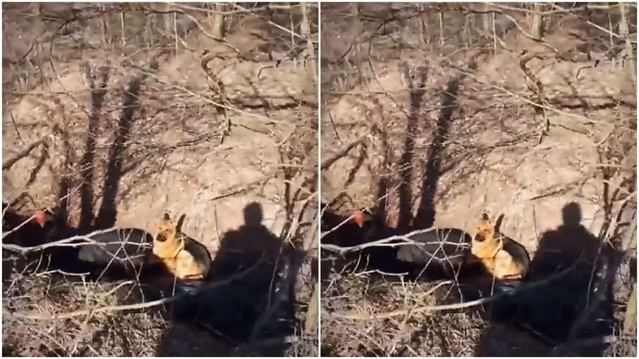 યુક્રેનમાં ગોળીબાર વચ્ચે માલિકના મૃતદેહ પાસે બેઠેલો કૂતરો, વીડિયો જોઈને તમારી આંખો  થઈ જશે ભીની