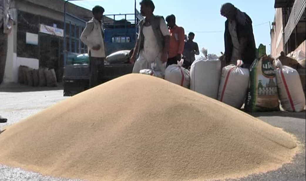 Banaskantha: વિદેશમાં વધુ માંગને પગલે રાજગરામાં સારા ભાવ મળતાં ખેડૂતોમાં આનંદ