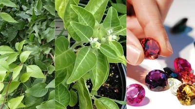 મોંઘા રત્ન પહેરવા નથી પરવળતા? તો આ જડીબુટ્ટી પહેરો, ગ્રહોના દુષ્પ્રભાવનો થશે નાશ