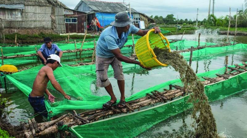 ઝીંગા ઉછેર- દેશી માછલીના વ્યવસાયથી ખેડૂતો કરી રહ્યા છે મબલખ કમાણી, જાણો વધુ વિગતો