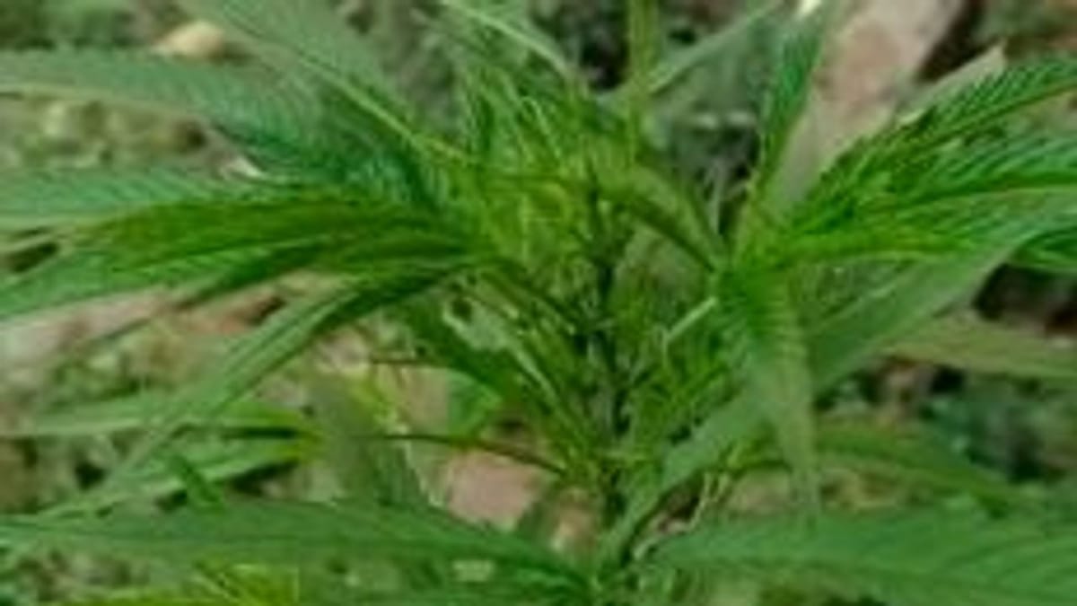 Surat : સિવિલ પરિસરમાં ગાંજાનો છોડ મળી આવતા વિવાદ, તપાસ થાય તે પહેલા બાળી દેવામાં આવ્યો