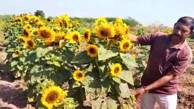 Surendranagar: વઢવાણના ખેડૂતે સુરજમુખીનું સફળ વાવેતર કર્યું, અન્ય પાક માટે પણ ફાયદાકારક, જાણો શું છે ફાયદા?