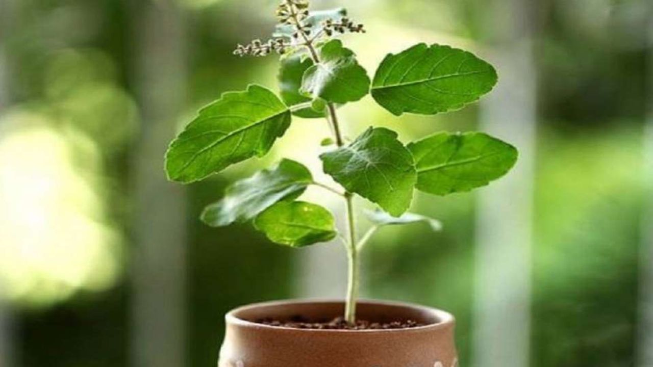 Vastu Tips: ઘરના વાસ્તુદોષનું નિવારણ કરશે તુલસીનો એક છોડ ! જાણો તુલસીની વૈજ્ઞાનિક મહત્તા