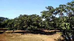 Navsari: કેરીના પાકને ગ્લોબલ વોર્મિંગની આડઅસર, કેરીના મોર ખરી પડતા ખેડૂતોમાં ચિંતા વ્યાપી