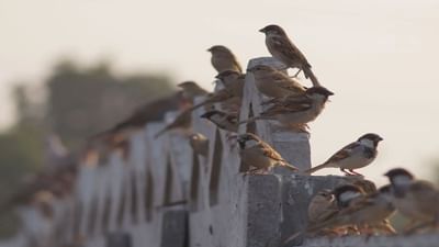 ગીર સોમનાથ : કોડીનારમાં વિશ્વ ચકલી દિવસની ઉજવણી કરાઇ, સ્મશાનગૃહમાં ચકલીના સંરક્ષણ માટે માળા મુકાયા