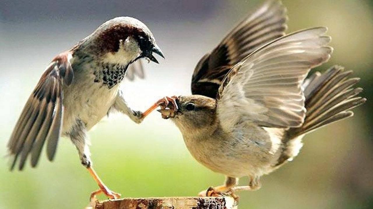20 માર્ચ એટલે World Sparrow Day , જેતપુરના એક હોટલ માલિકનો અનોખો ચકલી પ્રેમ, જાણો કેવી રીતે કરે છે ચકલીઓનું જતન