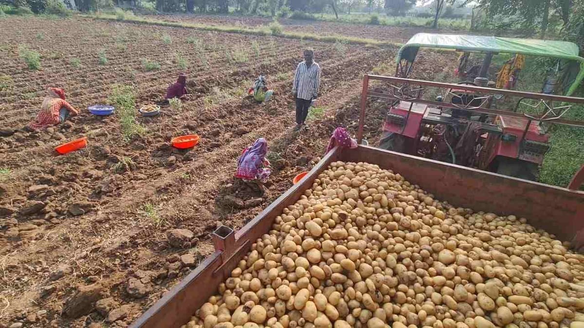 Anand : ચરોતરમાં બટાકાની ખેતી કરતા ધરતીપુત્રોમાં આનંદ, બટાકાના ઊંચા ભાવથી આર્થિક  રીતે ખેડૂતોને લાભ