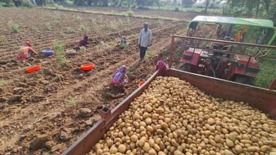 Anand : ચરોતરમાં બટાકાની ખેતી કરતા ધરતીપુત્રોમાં આનંદ, બટાકાના ઊંચા ભાવથી આર્થિક  રીતે ખેડૂતોને લાભ