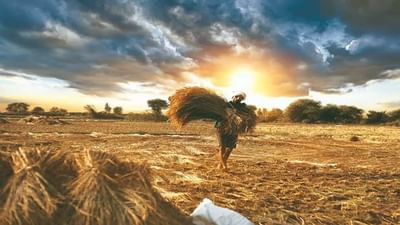 Surat: અઠવાડિયામાં 2 કલાકથી વધુના વીજ કાપથી ખેડુતો પરેશાન, શેરડી-ડાંગર સહિતના પાકને નુકસાન