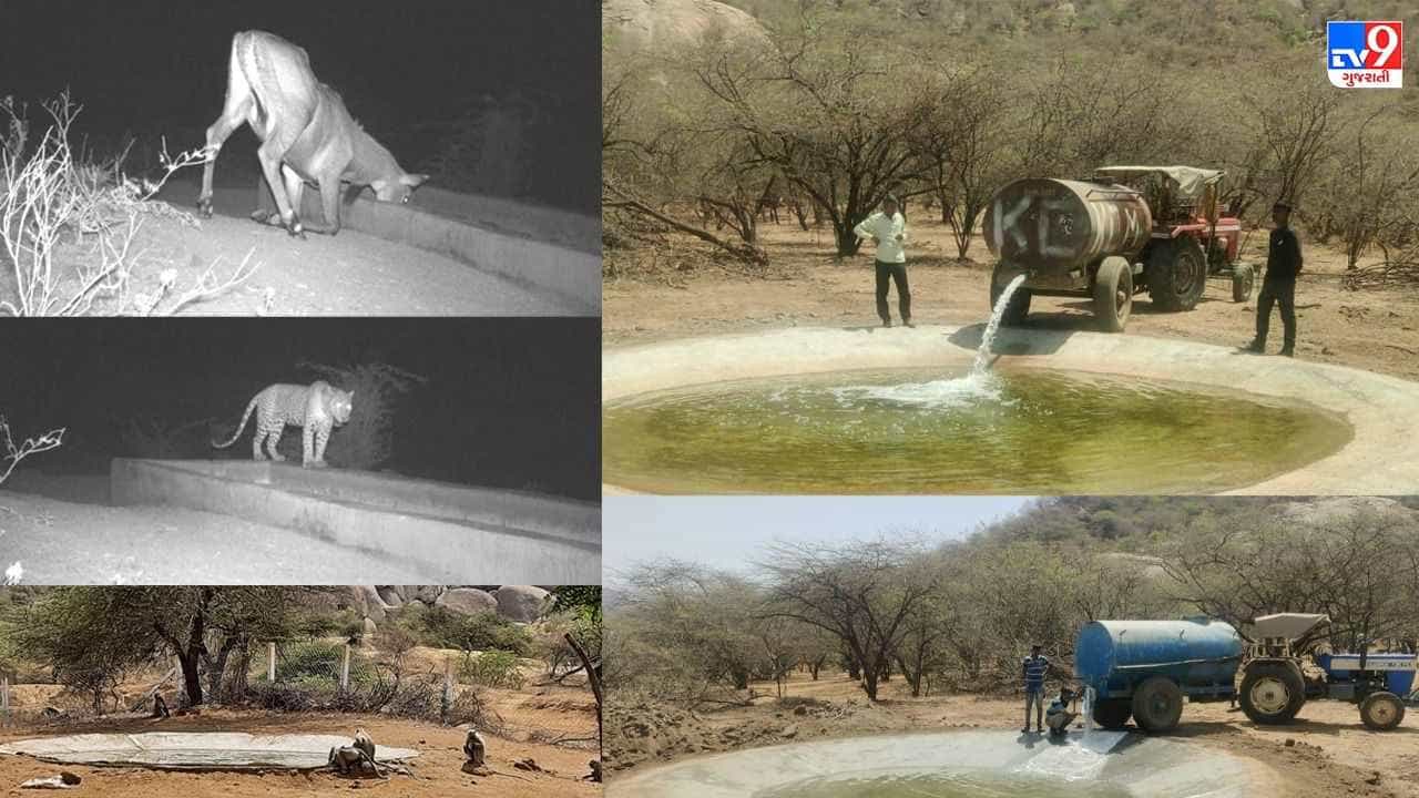 ગ્લોબલ વોર્મિંગ અસર : આકરા ઉનાળામાં વન્યજીવો પણ ટેન્કરના પાણી પર નિર્ભર