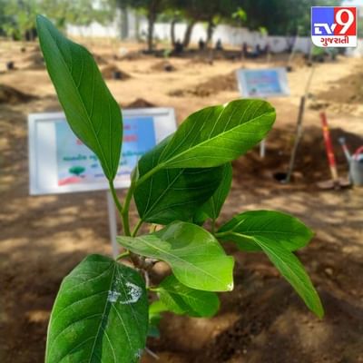 કોર્પોરેશન દ્વારા દરેક વોર્ડમાં વડ વન બનાવવામાં આવશે જેની શરૂઆત અમદાવાદના સાયન્સ સીટી વિસ્તારથી કરવામાં આવી.