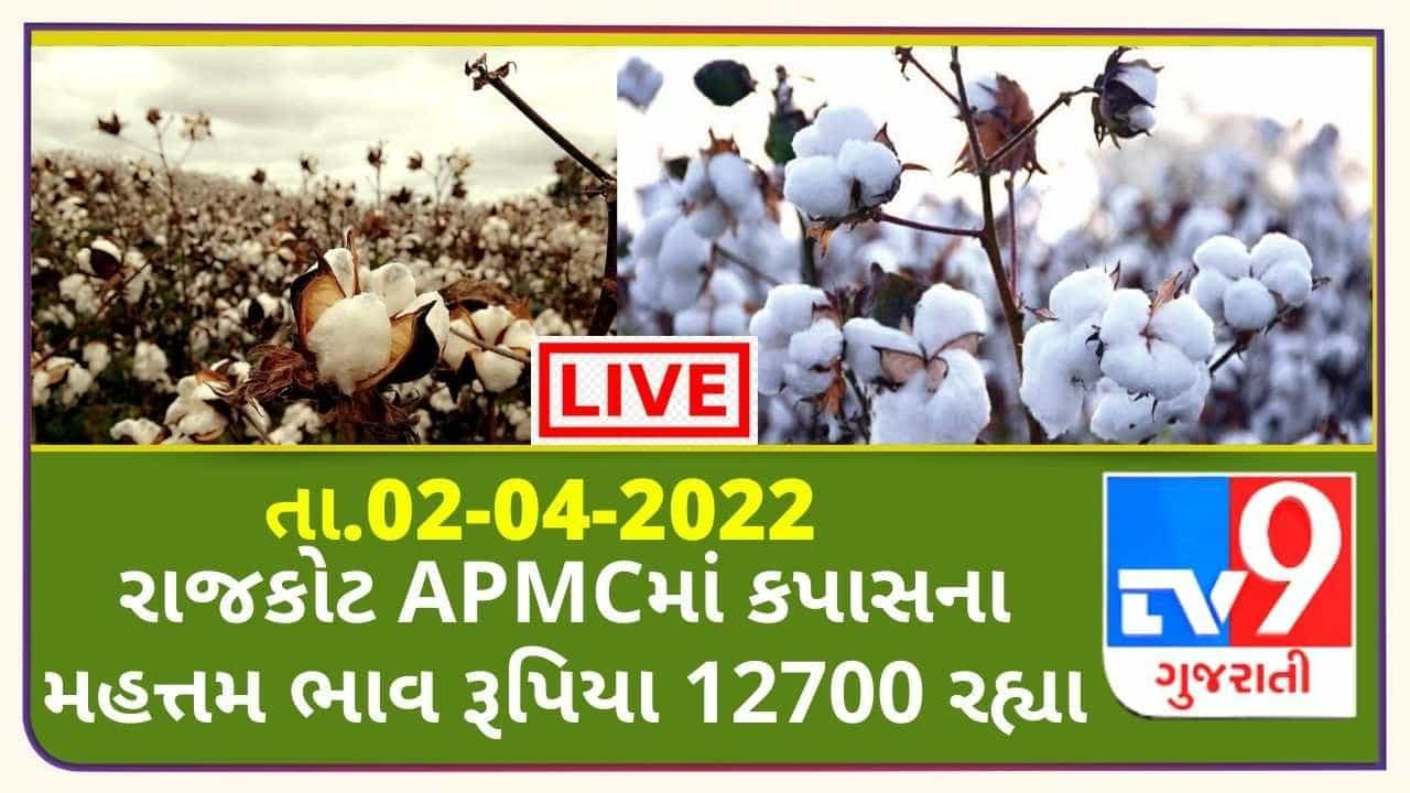 Mandi: રાજકોટ APMCમાં કપાસના મહત્તમ ભાવ રૂપિયા 12700 રહ્યા, જાણો જુદા-જુદા પાકના ભાવ