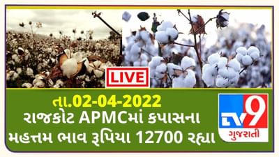 Mandi: રાજકોટ APMCમાં કપાસના મહત્તમ ભાવ રૂપિયા 12700 રહ્યા, જાણો જુદા-જુદા પાકના ભાવ
