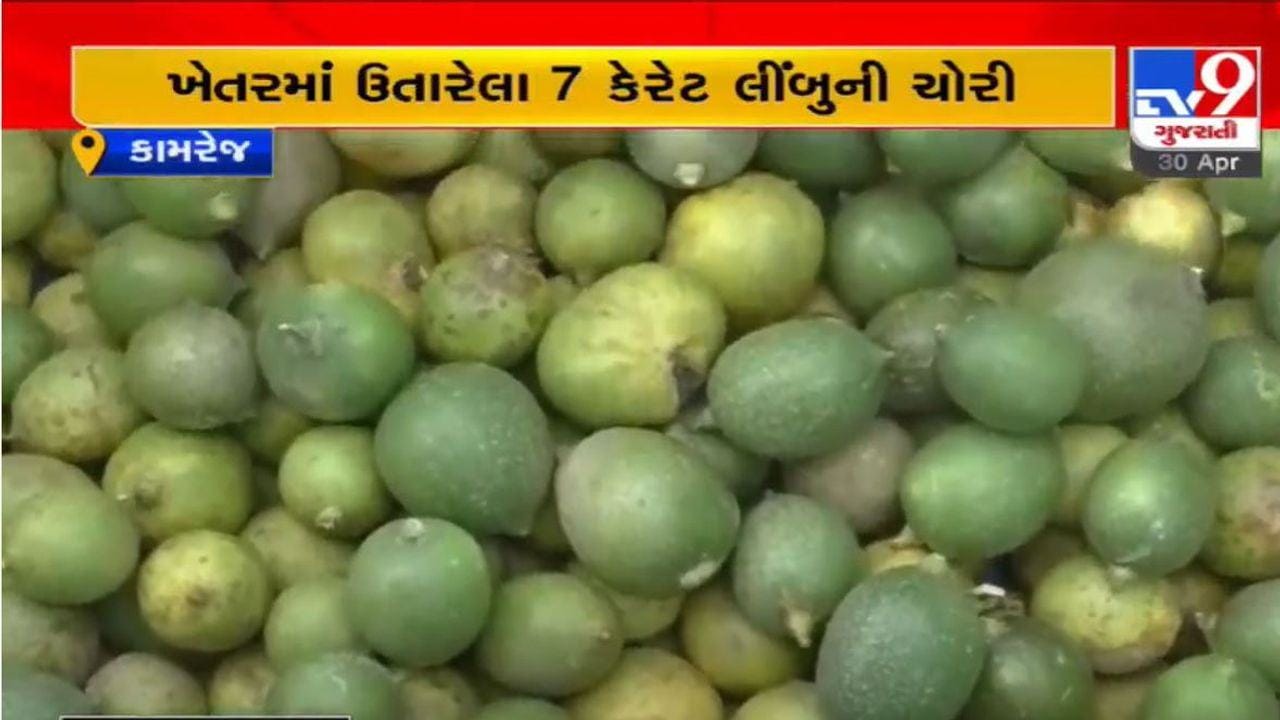 Surat: કામરેજ નજીકના ગામમાં 140 કિલો લીંબુની ચોરી, લીંબુની કિંમત આશરે 35 હજાર રુપિયા Surat: કામરેજ નજીકના ગામમાં 140 કિલો લીંબુની ચોરી, લીંબુની કિંમત આશરે 35 હજાર રુપિયા