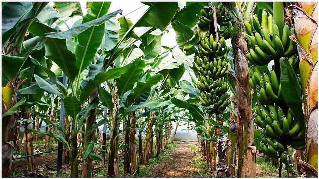 Organic Fertilizers: ખેડૂતો આ રીતે કેળાની ડાળીમાંથી ઓર્ગેનિક ખાતર બનાવીને કમાઈ શકે છે નફો, જાણો સંપૂર્ણ પ્રોસેસ