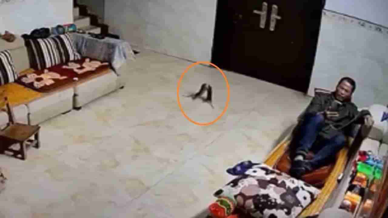 Viral: માણસોની જેમ લડતા નજરે પડ્યા ઉંદર, સીસીટીવીમાં કેદ થયો Funny Video