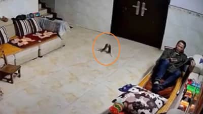 Viral: માણસોની જેમ લડતા નજરે પડ્યા ઉંદર, સીસીટીવીમાં કેદ થયો Funny Video