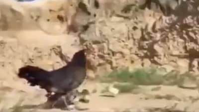 Viral Video: બચ્ચાને બચાવવા માટે ગીધ સાથે મરઘીએ કરી લડાઈ, IPSએ કહ્યું- માતાથી મોટો કોઈ યોદ્ધા નથી...