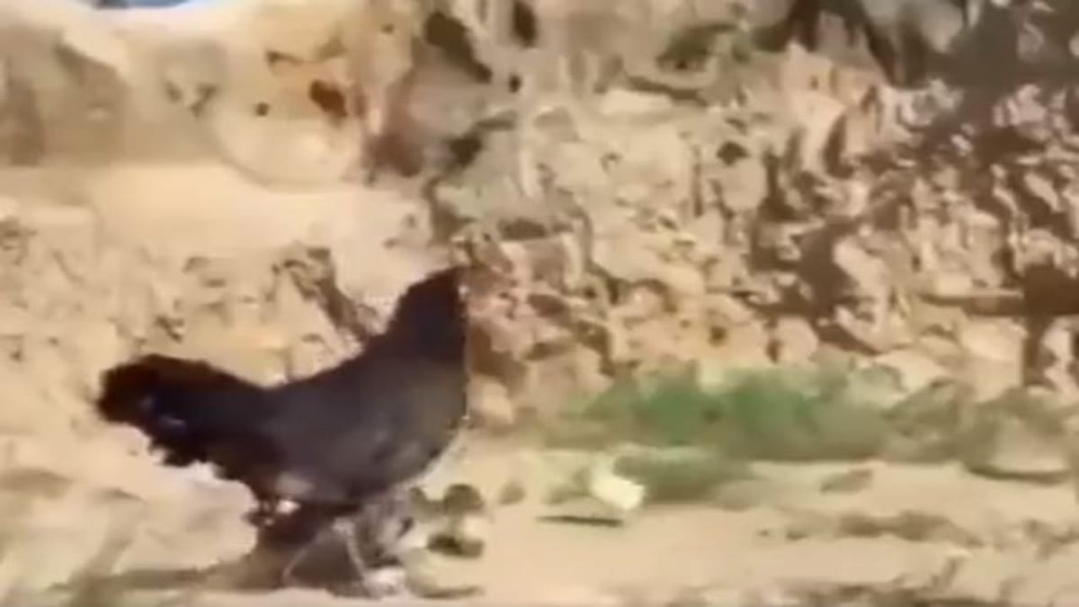 Viral Video: બચ્ચાને બચાવવા માટે ગીધ સાથે મરઘીએ કરી લડાઈ, IPSએ કહ્યું- 'માતાથી મોટો કોઈ યોદ્ધા નથી...'