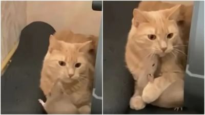 Viral: ઉંદર અને બિલાડીનું ગજબ બોન્ડિંગ, ભાગ્યે જ જોયો હશે તમે આવો વીડિયો