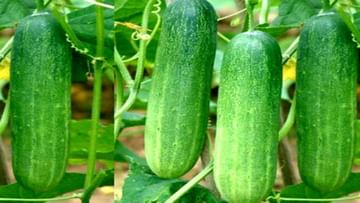 Cucumber Farming: ઉનાળામાં ખીરા કાકડીની ખેતીથી મળી શકે છે સારી કમાણી, જાણો સંપૂર્ણ પ્રોસેસ