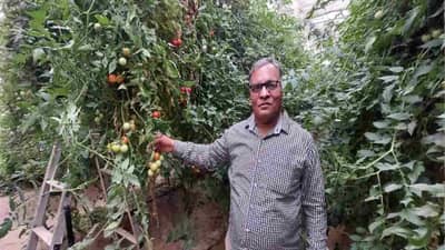 Success Story: મર્ચન્ટ નેવીમાંથી રિટાયર થયા બાદ શરૂ કરી ખેતી, પોલીહાઉસમાં કાકડી અને ટામેટાના પાક દ્વારા કરી લાખોની કમાણી