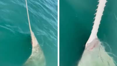 Viral Video: માછીમારોને દરિયામાં તરતો જોવા મળ્યો 13 ફૂટ લાંબો વિચિત્ર જીવ, નજીક જતાં જોયું તો ઉડી ગયા હોંશ