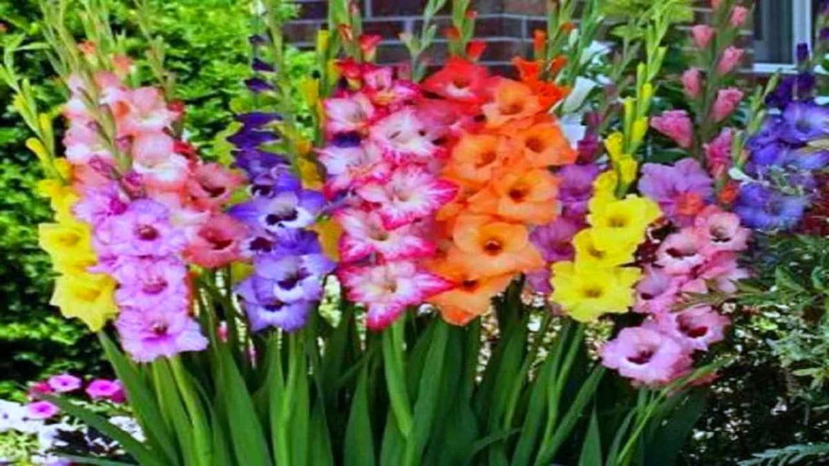 Gladiolus Flower: વિદેશોમાં પણ આ ફૂલની છે ભારે માગ, ઓછા ખર્ચમાં આ રીતે કરો સારી કમાણી Gladiolus Flower: વિદેશોમાં પણ આ ફૂલની છે ભારે માગ, ઓછા ખર્ચમાં આ રીતે કરો સારી કમાણી