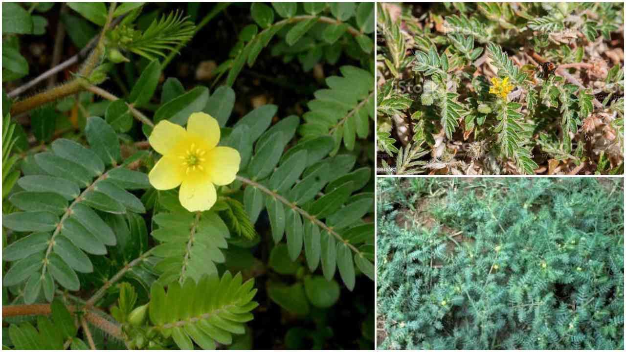 Tribulus Terrestris Benefits and Ayurvedic use how Usefull for Farmers know more