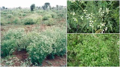 ખેડૂતો માટે માથાના દુખાવા સમાન છે આ પાર્થેનિયમ ઘાસ, જાણો તે ક્યાંથી આવ્યું અને તેને દુર કરવાનો ઉપાય