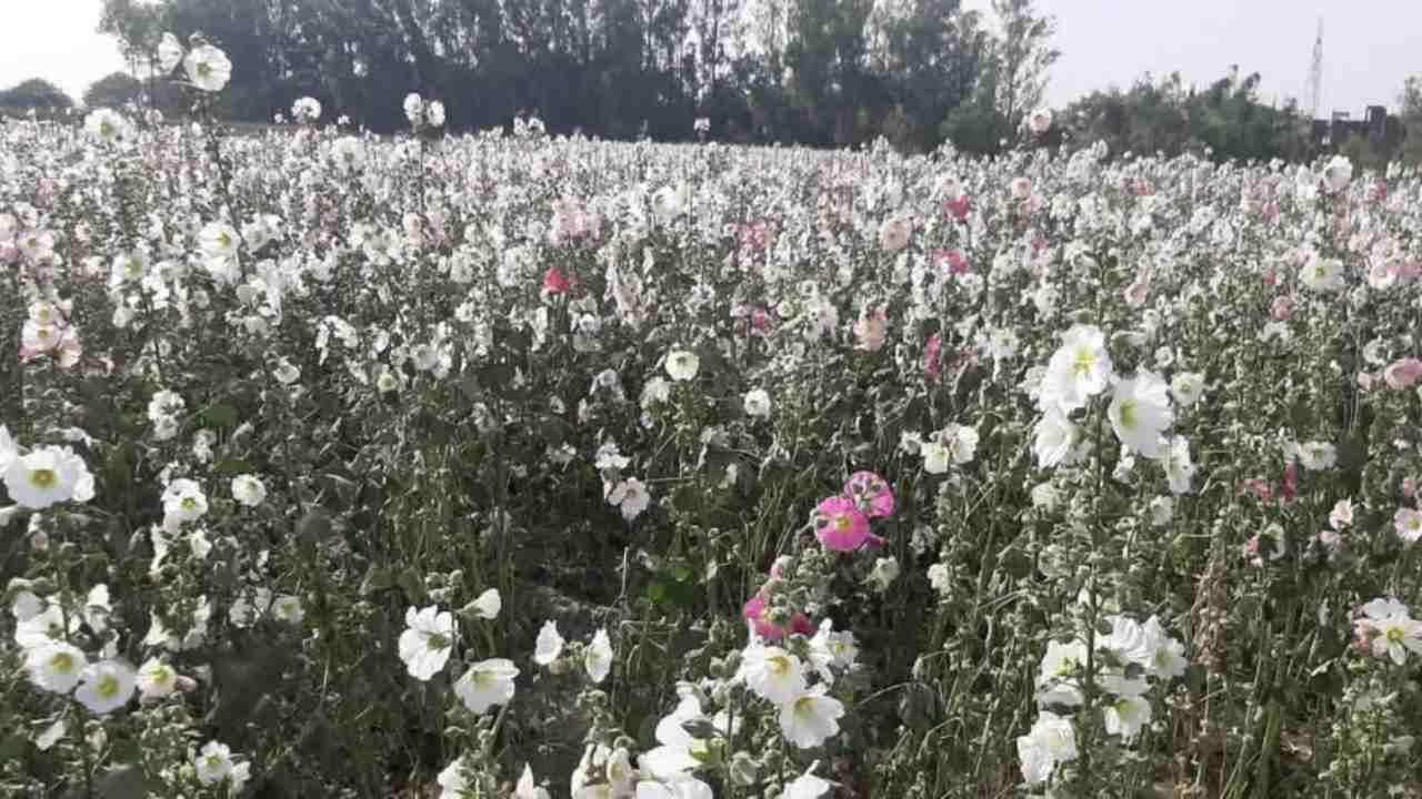 Gulkhaira Farming: દવાઓ બનાવવા માટે થાય છે આ છોડનો ઉપયોગ, ગુલખૈરાની ખેતીથી થોડા સમયમાં જ મેળવી શકાય છે સારો નફો