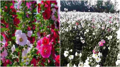 Success Story: ઓછા રોકાણમાં આ ખેડૂત મેળવી રહ્યા છે એક હેક્ટરમાં 1.20 લાખ સુધીનો નફો