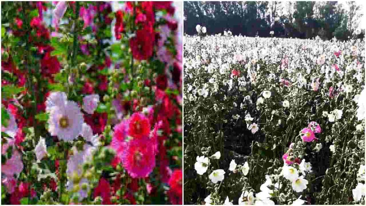 Success Story: ઓછા રોકાણમાં આ ખેડૂત મેળવી રહ્યા છે એક હેક્ટરમાં 1.20 લાખ સુધીનો નફો