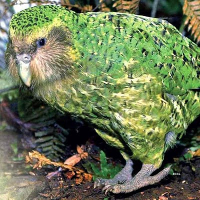 પોપટને ખૂબ જ ઝડપી શીખનાર પક્ષી કહેવામાં આવે છે, તેથી જ તે સરળતાથી માણસના અવાજ (Human Voice)ની નકલ કરી શકે છે. દુનિયામાં પોપટ(Parrots) ની પ્રજાતિઓ ઓછી નથી. શું તમે જાણો છો કે દુનિયામાં એક એવો પોપટ છે જે ઉડી શકતો નથી? તેના નામ પર વિશ્વનો સૌથી ભારે પોપટ હોવાનો રેકોર્ડ છે. તે કાકાપો (Kakapo) તરીકે ઓળખાય છે. જાણો, તેના વિશે રસપ્રદ વાતો...