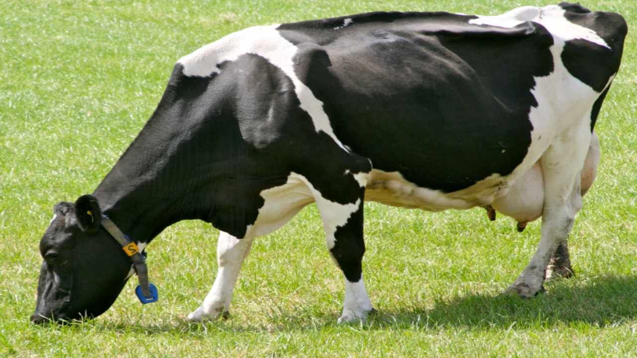Jersey Cow Farming: જર્સી ગાયના પાલનથી મળી શકે છે વધુ નફો, દરરોજ મળશે 12 થી 14 લીટર દૂધ
