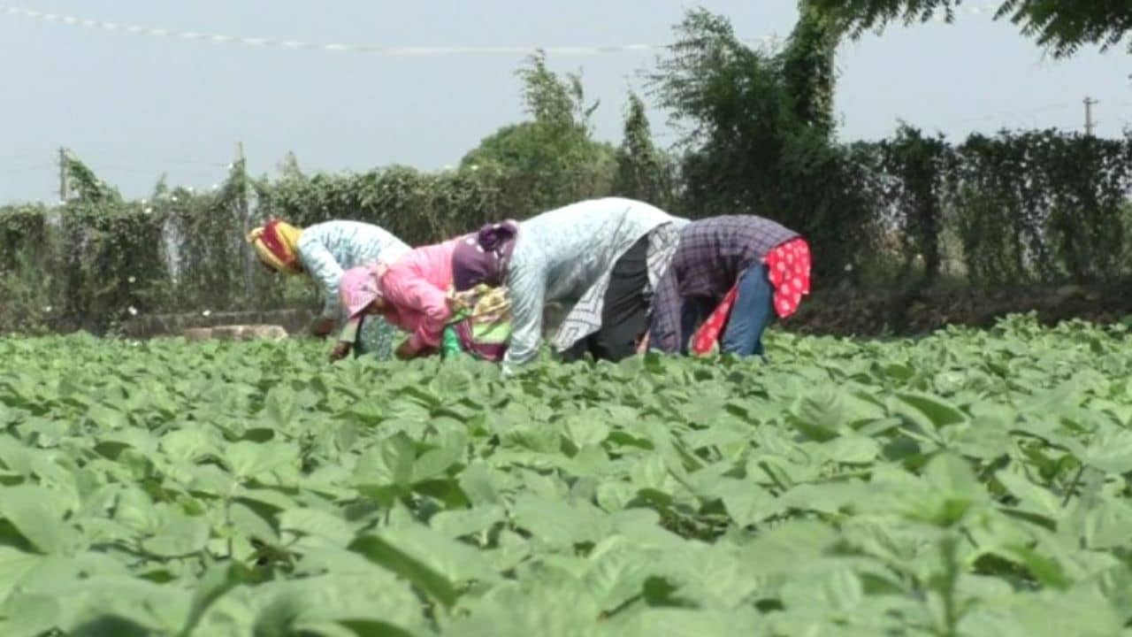 Junagadh: ભર ઉનાળે કમોસમી વરસાદ પડતાં ખેતી પાકોને ભારે નુકસાન