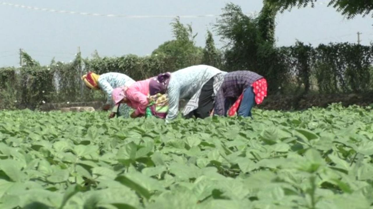Junagadh: ભર ઉનાળે કમોસમી વરસાદ પડતાં ખેતી પાકોને ભારે નુકસાન Junagadh: ભર ઉનાળે કમોસમી વરસાદ પડતાં ખેતી પાકોને ભારે નુકસાન