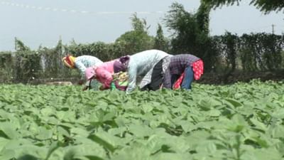 Junagadh: ભર ઉનાળે કમોસમી વરસાદ પડતાં ખેતી પાકોને ભારે નુકસાન