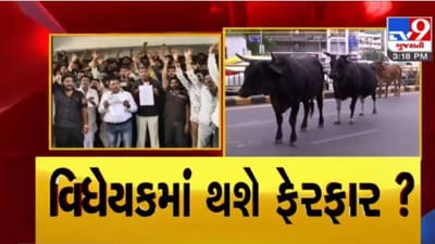 રખડતા પશુ નિયંત્રણ કાયદા અંગે થશે ફેર વિચારણા, સી.આર. પાટીલે મુખ્યપ્રધાન ભૂપેન્દ્ર પટેલને કરી રજૂઆત