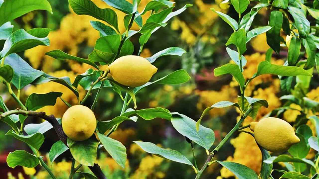 Lemon Price: સાત ગણા વધ્યા લીંબુના ભાવ, પેટ્રોલ-ડીઝલના કારણે શાકભાજી પણ મોંઘી, જાણો ક્યાં છે કેટલો ભાવ