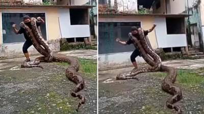 Shocking Video: બે મહાકાય અજગરને ખભા પર લઈને ડાન્સ ! Viral Video જોઈને તમે પણ ચોંકી જશો