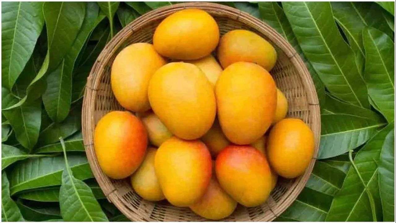 Mango Health Benefits: એમ જ નથી કહેવાતો કેરીને ફળોનો રાજા, છે અનેક સ્વાસ્થય વર્ધક લાભ, જાણો