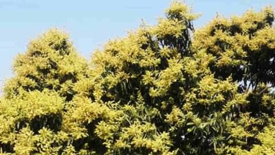 આ રોગે કેરીના પાકને કર્યો બરબાદ! નકલી દવાઓ અને બદલાતા હવામાને સર્જી સમસ્યા