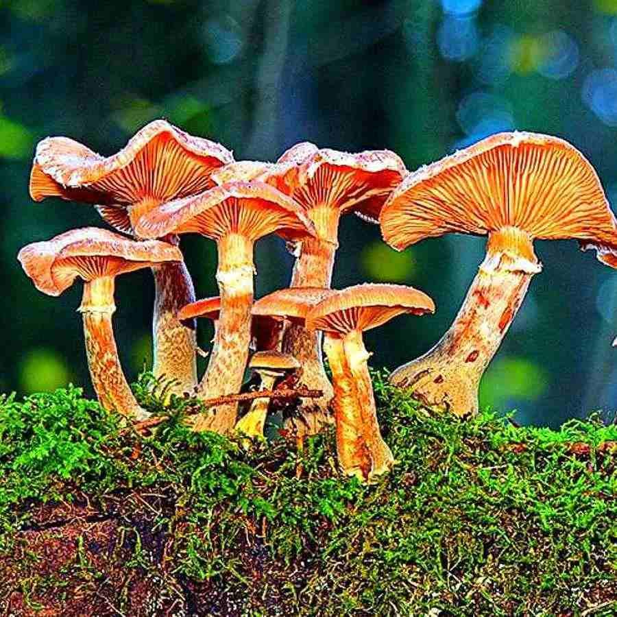 મશરૂમ પણ એક પ્રકારની ફૂગ છે. તેની સેંકડો પ્રજાતિઓ છે. વૈજ્ઞાનિકોનું કહેવું છે કે, મશરૂમમાં મગજ અને ચેતના બંને મળી આવ્યા છે. આમાં વિદ્યુત આવેગ (electrical impulses) પણ જોવા મળે છે. વિદ્યુત આવેગ દ્વારા, જે એકબીજા સાથે વાત કરવામાં સક્ષમ છે.
