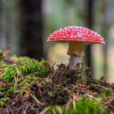 
Mashroom Communicate Like Human: બાળપણમાં આપણે સજીવ અને નિર્જીવનું પ્રકરણ વાંચ્યું જ હશે. જેમાં છોડ આપણી જેમ જીવંત હોવાની માહિતી મળી હતી. જેમણે વાંચ્યું નથી તેઓ પણ જાણતા જ હશે કે વૃક્ષો અને છોડમાં પણ જીવન છે. મોટા થતાં આપણે એ પણ શીખ્યા કે આપણી જેમ માણસો, વૃક્ષો અને છોડ પણ પીડા અનુભવે છે. પરંતુ હવે એક નવી માહિતી સામે આવી છે. વૈજ્ઞાનિકોના મતે મનુષ્યની જેમ મશરૂમ પણ એકબીજા સાથે વાત કરે છે. એક નવા અભ્યાસમાં આ વાતની પુષ્ટિ કરવામાં આવી છે. ધ ગાર્ડિયનના એક અહેવાલ મુજબ, આ ફૂગ એકબીજાને જે વિદ્યુત સંકેતો મોકલે છે તેનો ગાણિતિક રીતે અભ્યાસ કરવામાં આવ્યો હતો અને આ અભ્યાસમાં જાણવા મળ્યું હતું કે, તે માનવ ભાષા સાથે ખૂબ સમાન છે.

