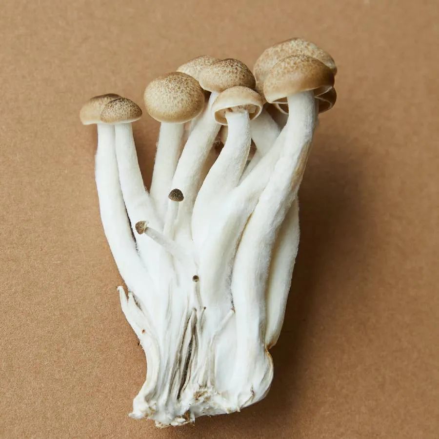 પ્રોફેસર એન્ડ્રુ એડમાત્ઝકીએ પોતાના રિસર્ચમાં જણાવ્યું કે, મશરૂમ્સ પણ માણસોની જેમ જ એકબીજા સાથે વાત કરે છે અને તેમની પોતાની ડિક્શનરી પણ છે. તેમના મતે આ શબ્દકોશમાં 50 જેટલા શબ્દો છે. તેણે એ પણ જણાવ્યું કે, મશરૂમના દરેક શબ્દમાં લગભગ 6 અક્ષરો હોય છે.