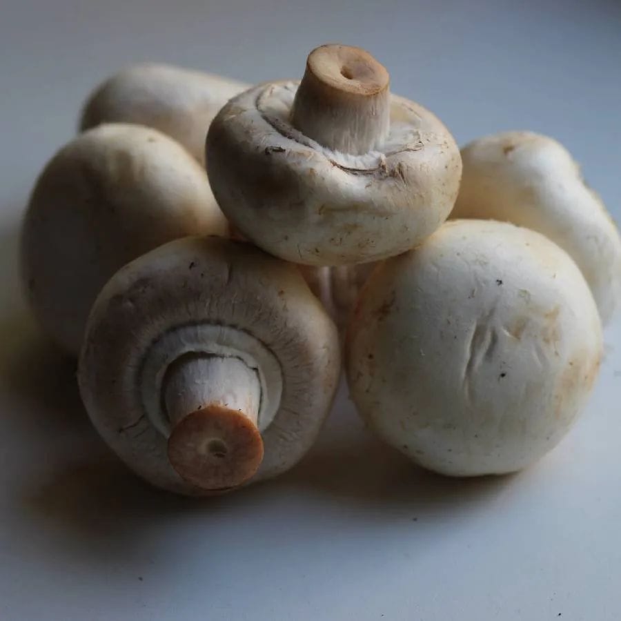 જે રીતે માણસો વિદ્યુત આવેગની મદદથી વાત કરી શકે છે, તેવી જ રીતે મશરૂમ્સ પણ તેનો ઉપયોગ વાત કરવા, એકબીજાના સુખ-દુઃખને વહેંચવા માટે કરે છે. પ્રોફેસર એન્ડ્રુ એડમાત્સ્કીએ એ પણ ધ્યાન દોર્યું કે, મશરૂમ હવામાન અને ભવિષ્યના જોખમો વિશે અગાઉથી એકબીજાને જાણ કરે છે.
