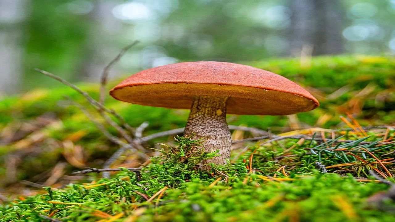 Knowledge મશરૂમ પણ આપણી જેમ કરે છે વાતો, ફંગસમાં પણ હોય છે મગજ, જાણો