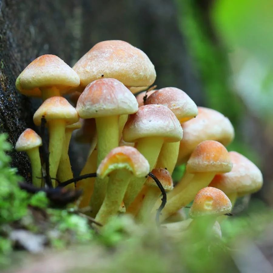 
યુકેની યુનિવર્સિટી ઓફ વેસ્ટ ઈંગ્લેન્ડમાં (University of West England) ફનઝાઈની ભાષા મનુષ્યની ભાષા સાથે બિલકુલ મેળ ખાય છે કે કેમ તે ચકાસવા માટે એક સંશોધન હાથ ધરવામાં આવ્યું હતું. પ્રોફેસર એન્ડ્રુ એડમાત્ઝાકીએ બ્રિસ્ટોલમાં એક લેબમાં ચાર પ્રજાતિઓ (એનોકી, સ્પ્લિટ ગિલ, ગોસ્ટ અને કેટરપિલર ફૂગ)ની ફૂગ પર સંશોધન કર્યું હતું. મશરૂમની અન્ય પ્રજાતિઓ પર સંશોધન ચાલી રહ્યું છે. તેનાથી સંબંધિત વસ્તુઓ જાણવા માટે વૈજ્ઞાનિકો સંશોધનમાં લાગેલા છે.