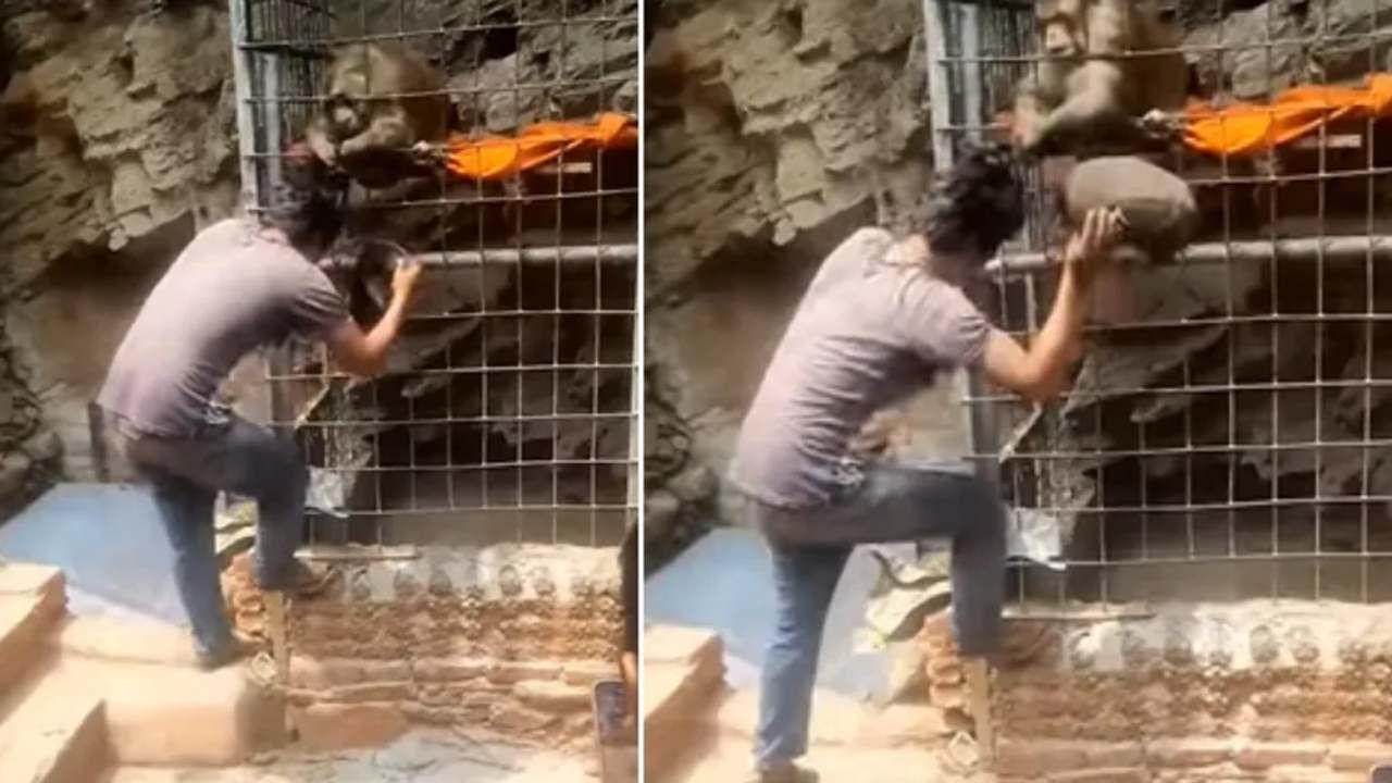 Funny Video: Monkey grabbed young man's hair and tasted methipak, people said 'still do sali' | Monkey Funny Video Went Viral On Social Media | PiPa News Funny Video: Monkey grabbed young man's hair and tasted methipak, people said 'still do sali' | Monkey Funny Video Went Viral On Social Media | PiPa News